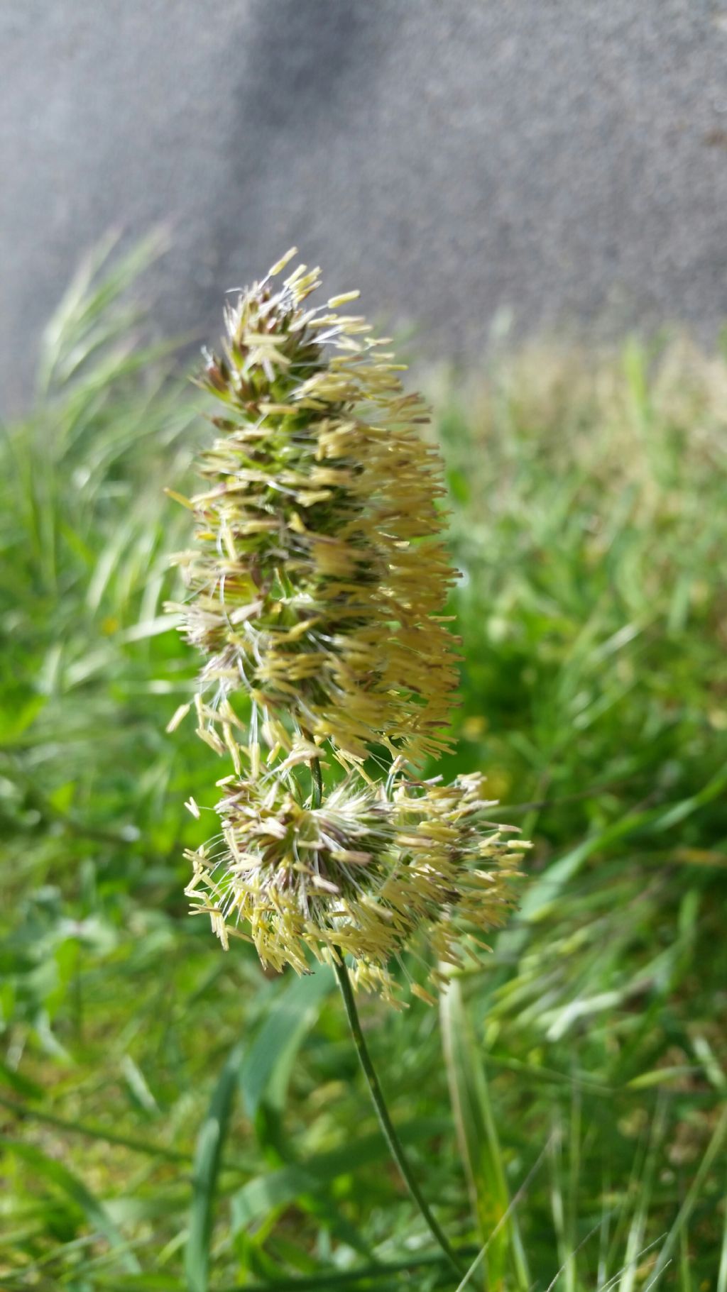 Dactylis glomerata (Poaceae)